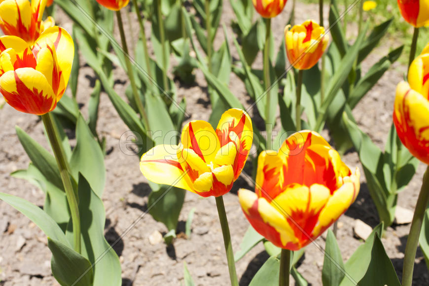 Beautiful spring flowers are pleasing to the eye beauty and tenderness