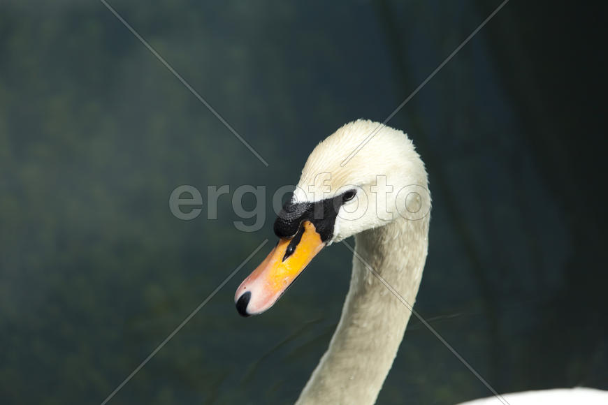 Swans in a pond float in search of food and rejoice to heat