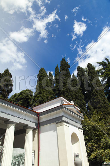 Palm trees and cypresses grow in the South and are pleasing to the eye beauty