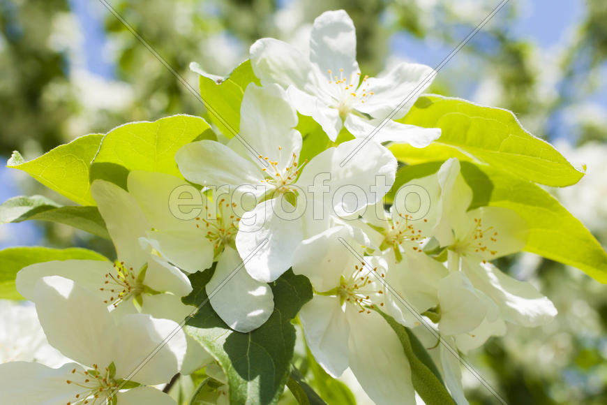 Beautiful spring flowers are pleasing to the eye beauty and tenderness