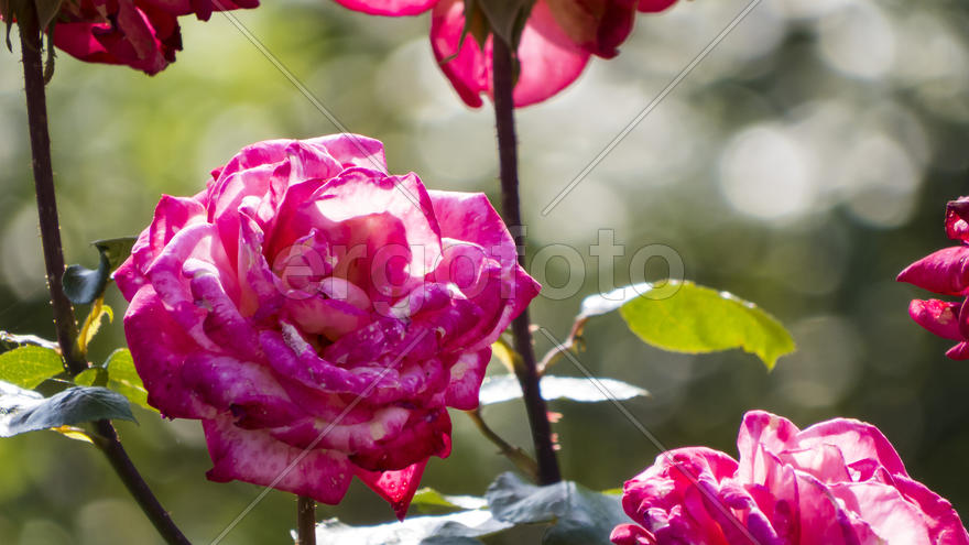 Autumn flowers grow in the joy of the people in the bright light of the sun