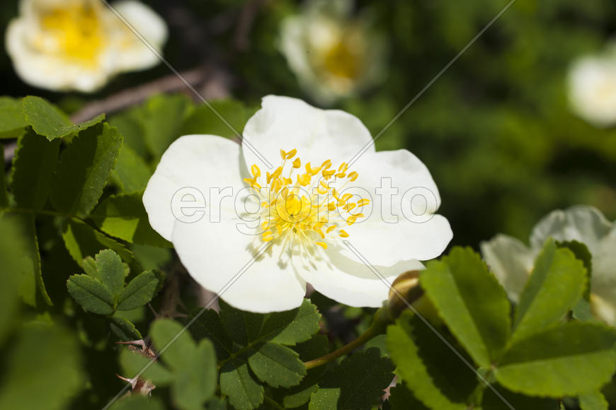 Beautiful spring flowers are pleasing to the eye beauty and tenderness