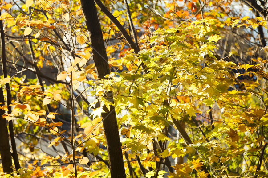Autumn forest colorful stands in the last days of autumn