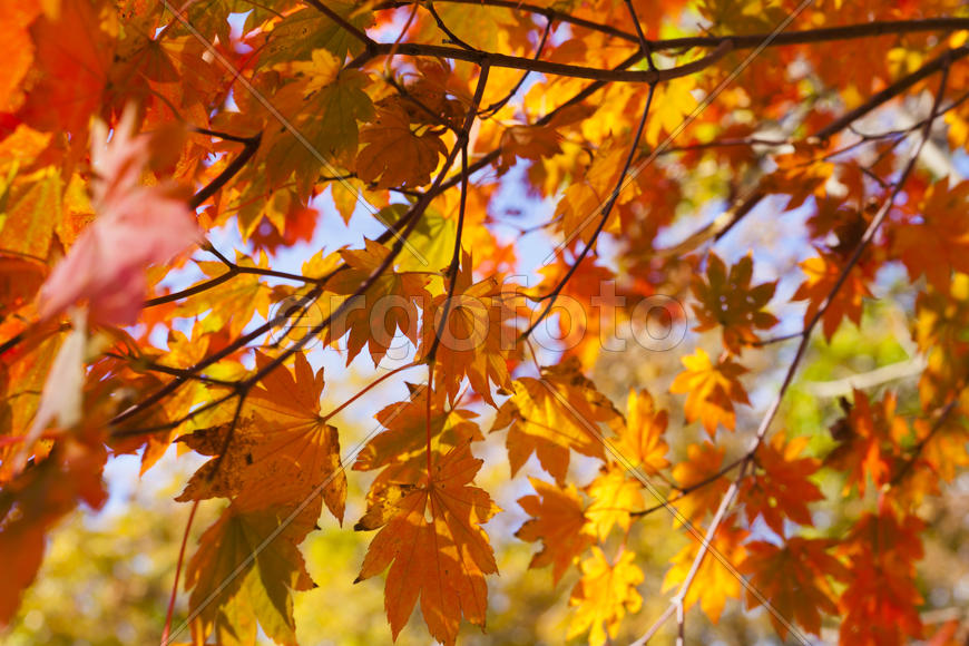 The autumn wood waiting for winter is pleasing to the eye rich paints