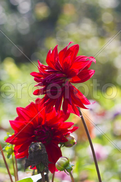 Autumn flowers grow in the joy of the people in the bright light of the sun