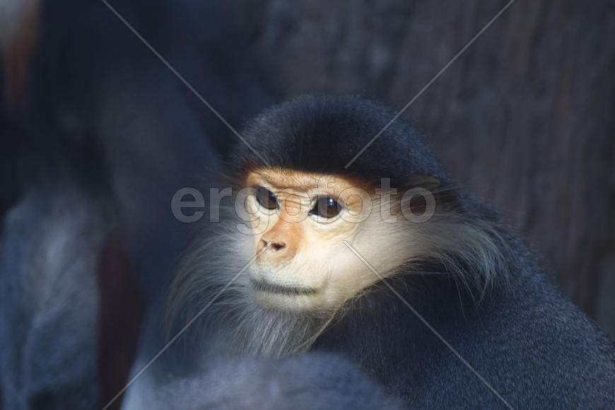 Monkeys in a zoo go about the own business and don't pay attention to people