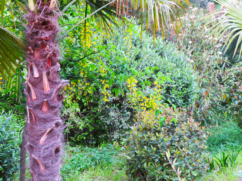 Palm trees grow in park on pleasure to people at the southern sea                               