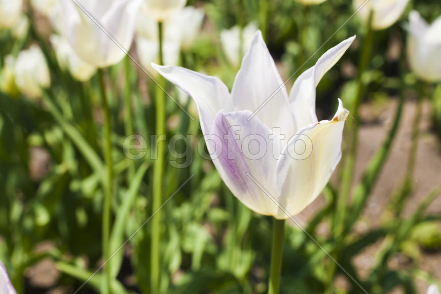 Beautiful spring flowers are pleasing to the eye beauty and tenderness