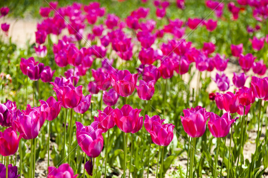 The sea of tulips under a bright sun pleases people