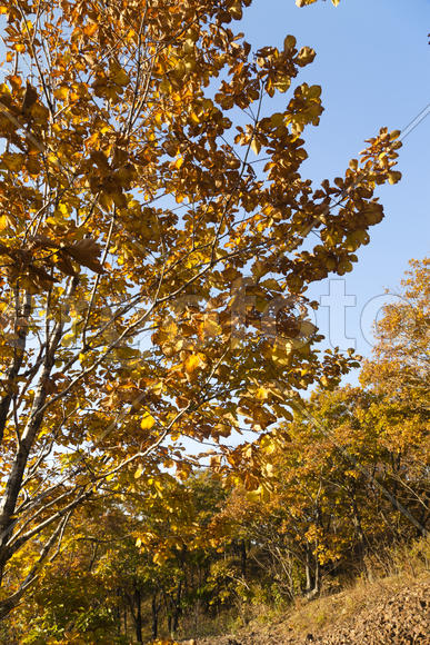 Autumn forest colorful stands in the last days of autumn