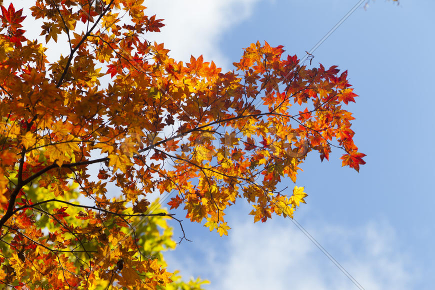 The autumn wood waiting for winter is pleasing to the eye rich paints