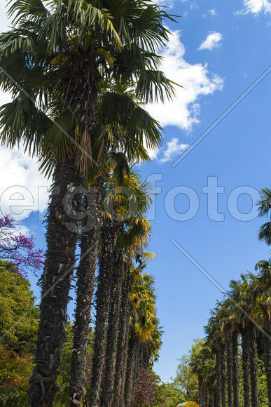 Palm trees and cypresses grow in the South and are pleasing to the eye beauty