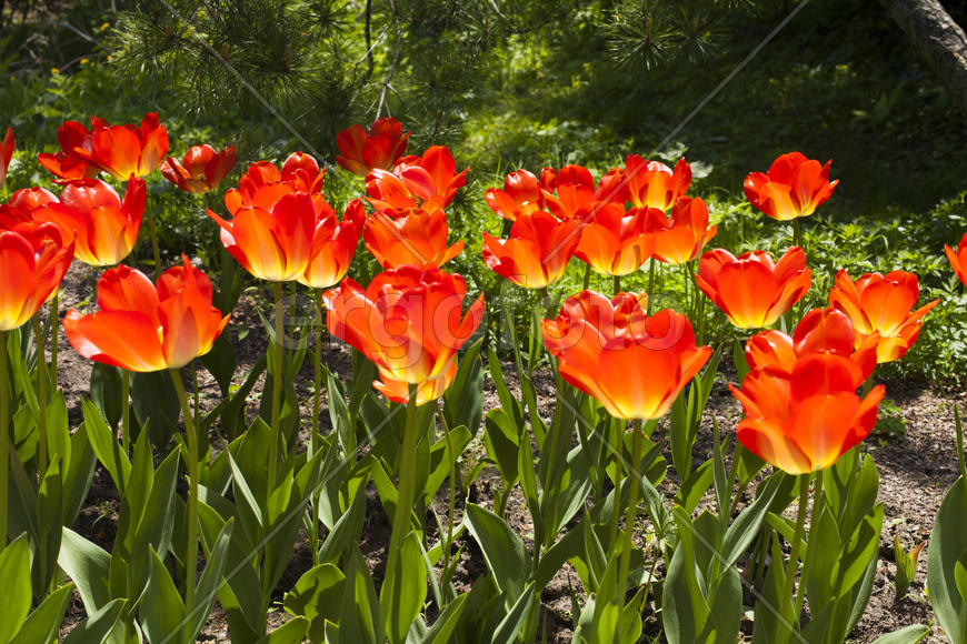 Beautiful spring flowers are pleasing to the eye beauty and tenderness