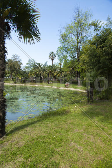 Palm trees grow in park on a bright sun of the South