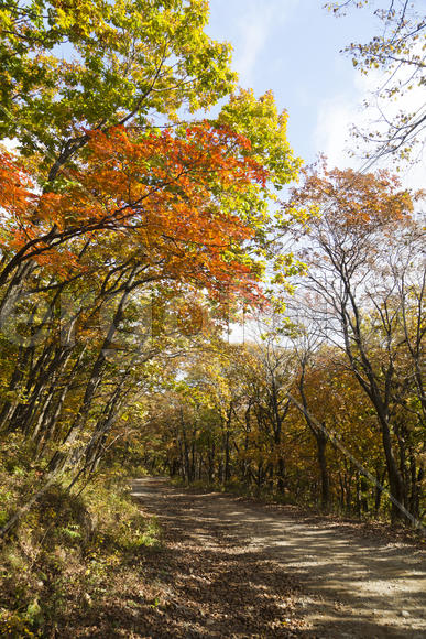 The autumn wood waiting for winter is pleasing to the eye rich paints