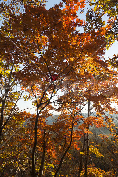 Autumn forest colorful stands in the last days of autumn