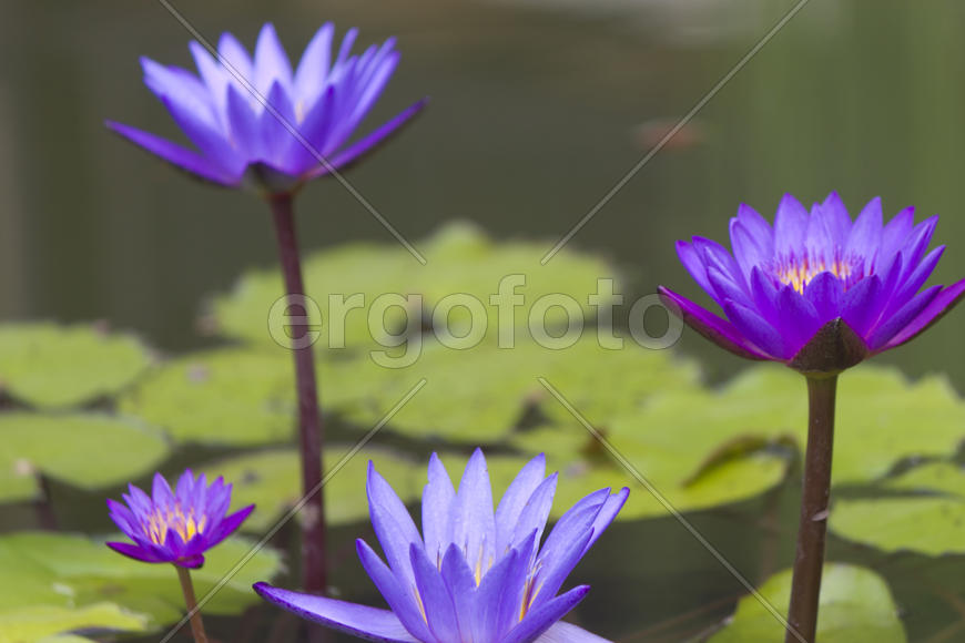 Water-lilies in a pond blossom in the different flowers on pleasure to people