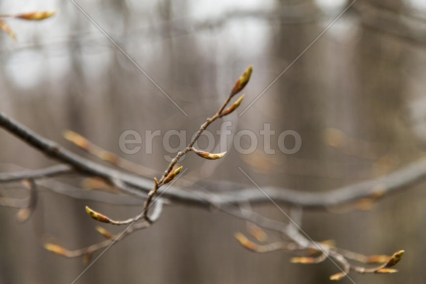 Young leaves on trees appear from kidneys in the spring