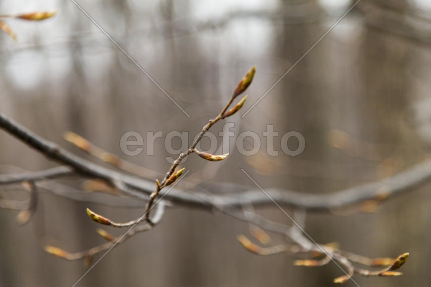 Young leaves on trees appear from kidneys in the spring