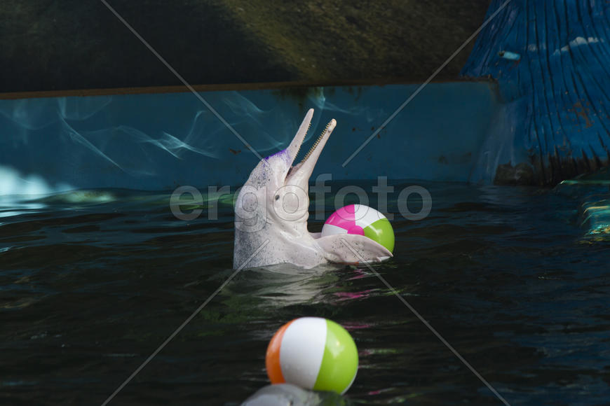 Dolphins in a dolphinarium address the audience and are very happy