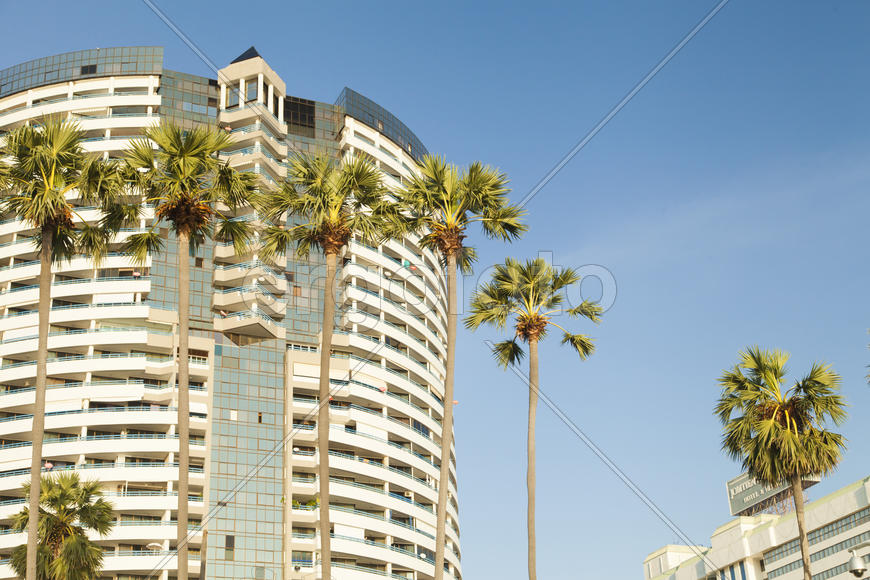 Palm trees grow on pleasure to the people having a rest and bathing ashore