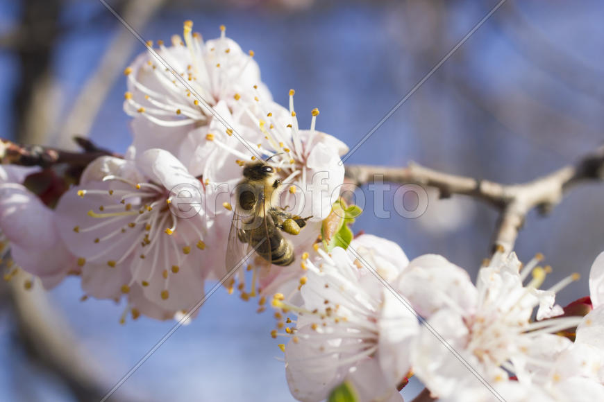 The bee on a fruit tree collects nectar and pollinates flowers