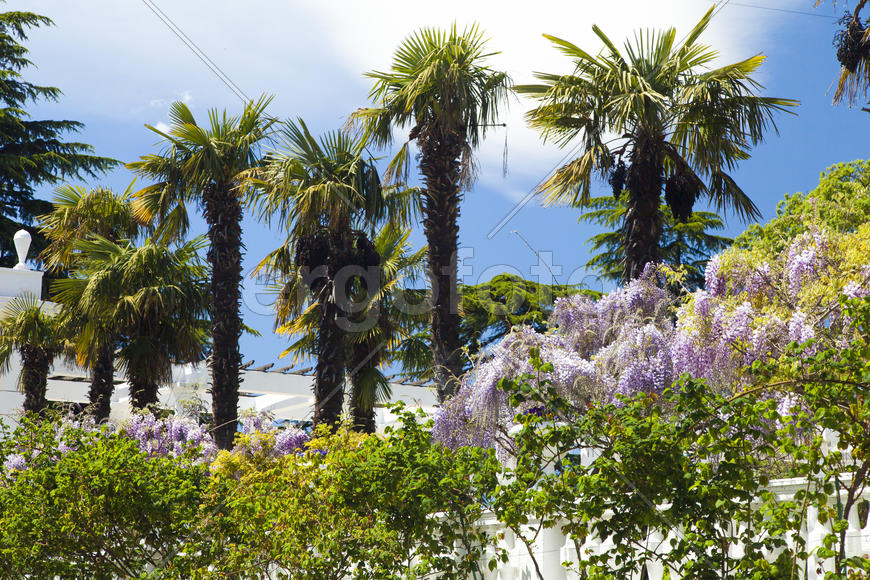 Palm trees and cypresses grow in the South and are pleasing to the eye beauty