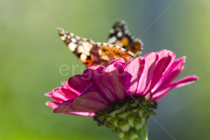 The butterfly on a flower collecting nectar on a bright sunny day