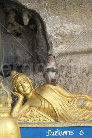 Monkeys in the Buddhist temple meet visitors and parishioners