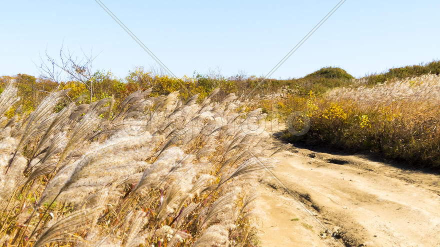The grass on the field dried up in late autumn