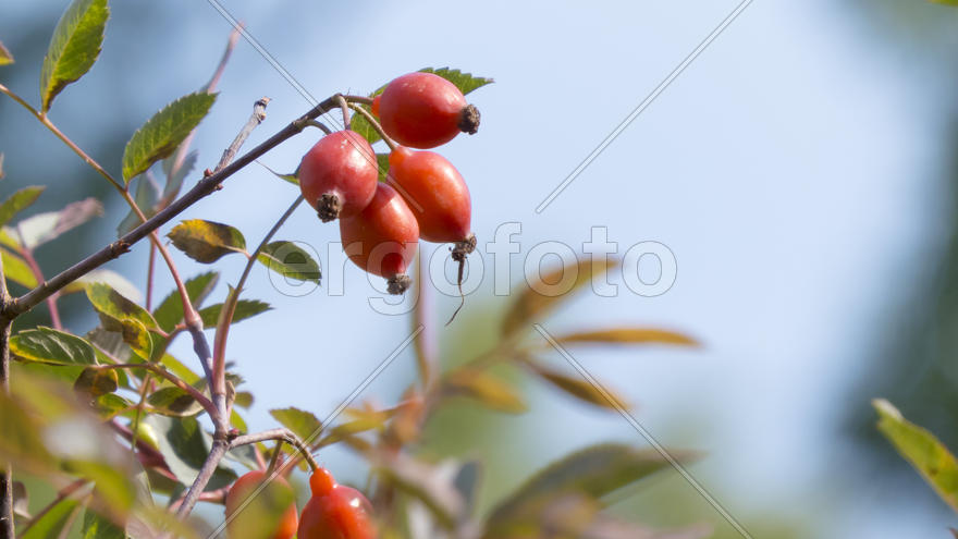 Autumn berries grow in the joy of the people in the bright light of the sun