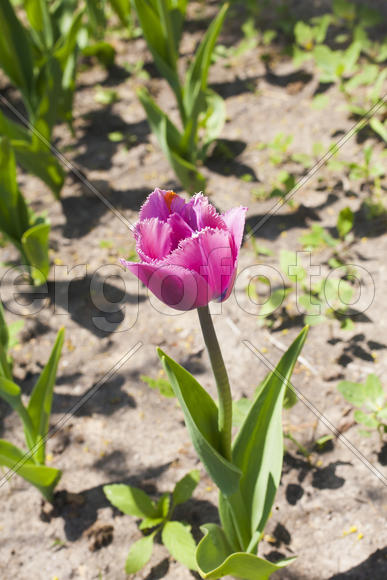 Beautiful spring flowers are pleasing to the eye beauty and tenderness