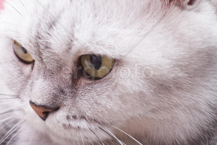 The big gray cat looks with self-respect