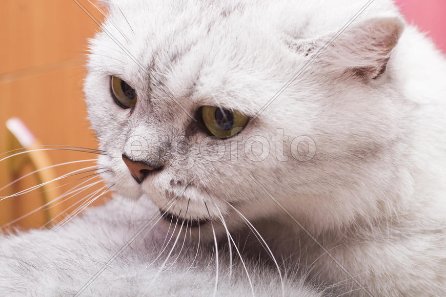 The big gray cat looks with self-respect