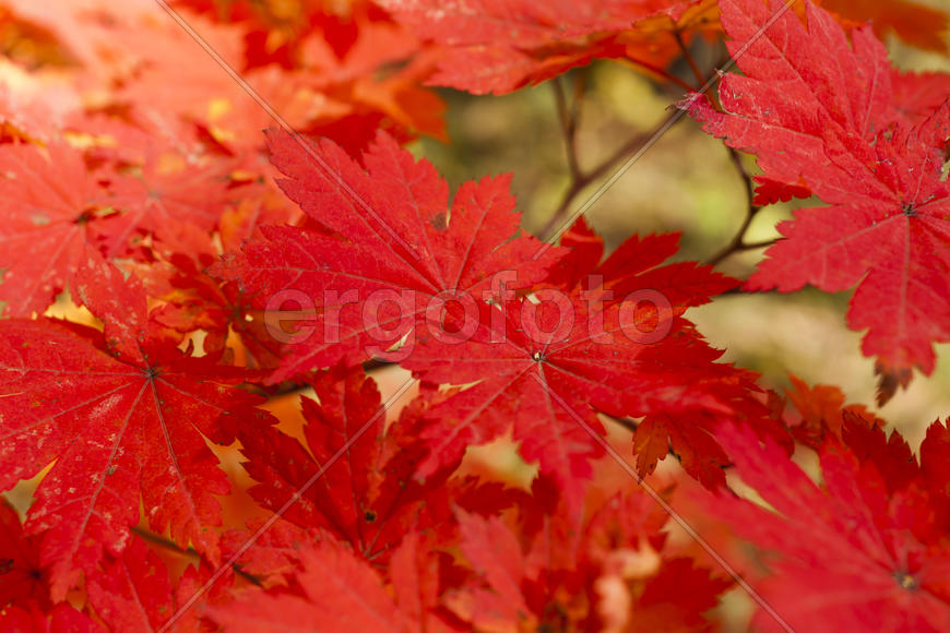 The autumn wood waiting for winter is pleasing to the eye rich paints