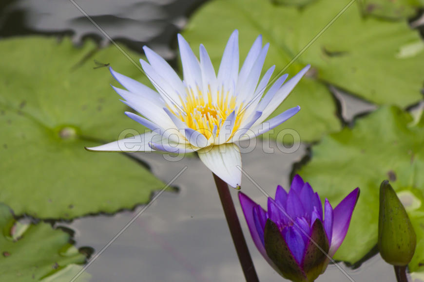 Water-lilies in a pond blossom in the different flowers on pleasure to people