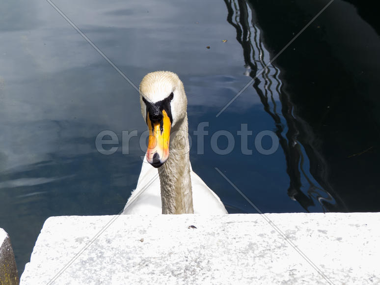Swans in a pond float in search of food and pose for photographers