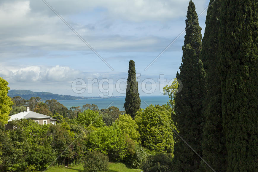 Palm trees and cypresses grow in the South and are pleasing to the eye beauty