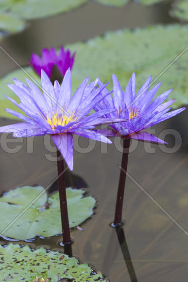 Water-lilies in a pond blossom in the different flowers on pleasure to people