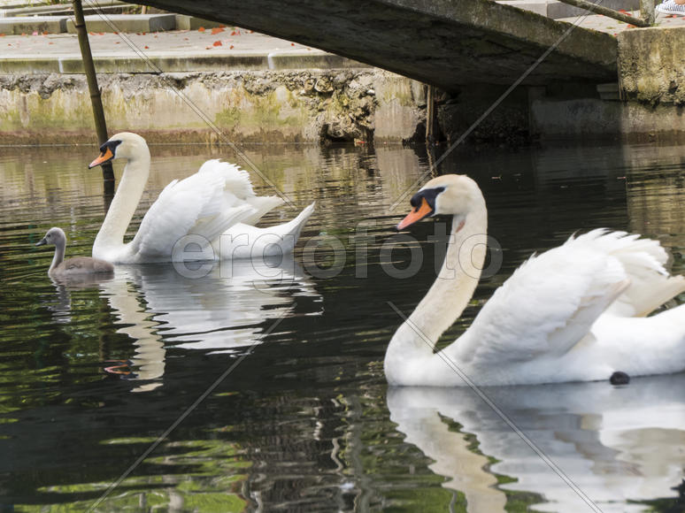 Swans in a pond float in search of food and pose for photographers