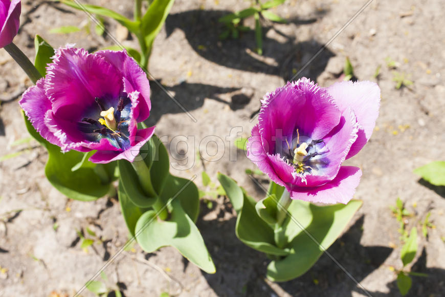 Beautiful spring flowers are pleasing to the eye beauty and tenderness