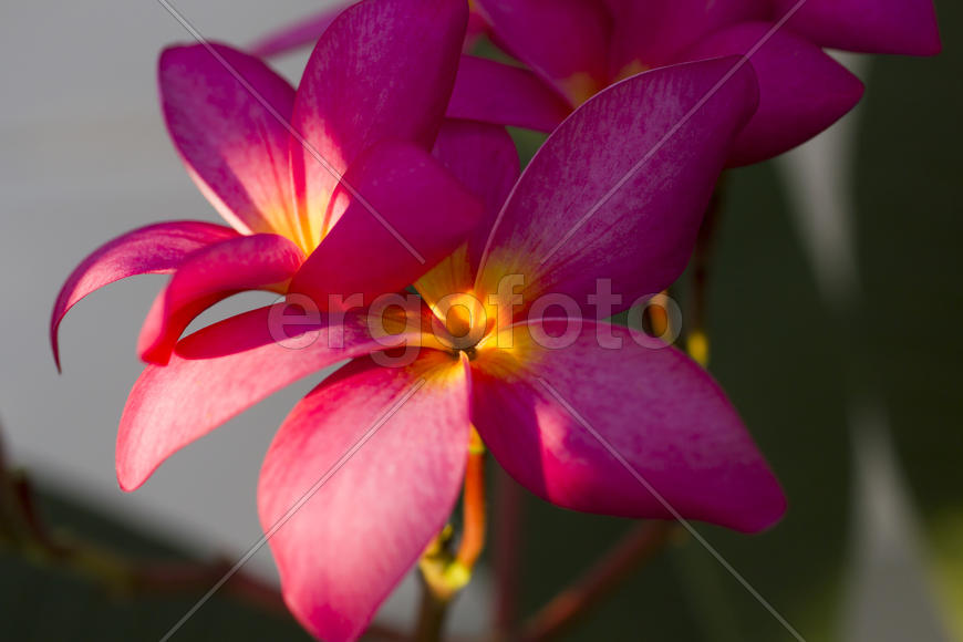 Beautiful tropical flowers blossom on pleasure to all people