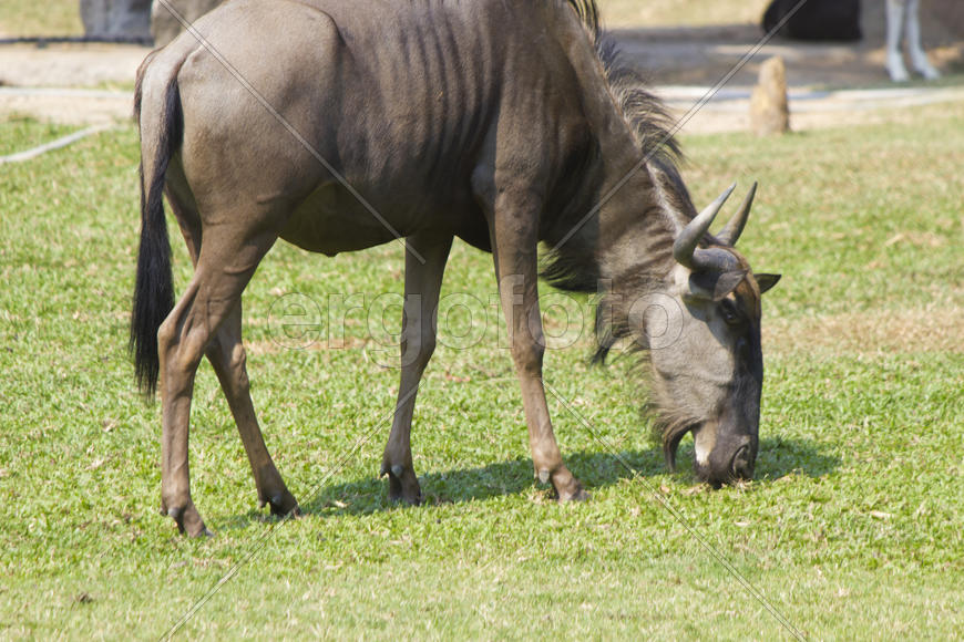 The antelope on walk bypasses the possession in search of food