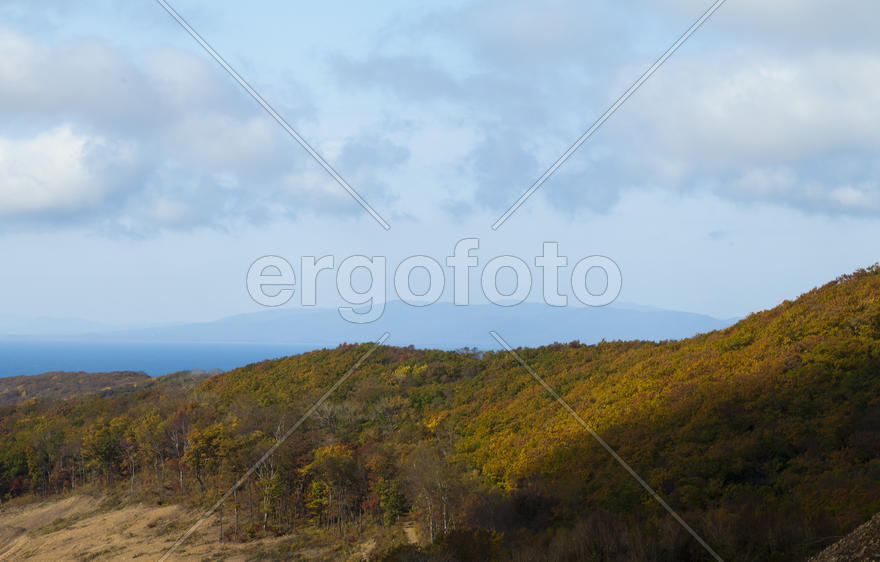 The autumn wood waiting for winter is pleasing to the eye rich paints