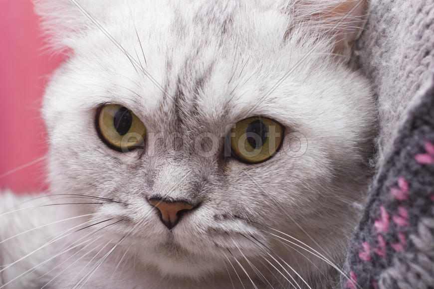 The big gray cat looks with self-respect