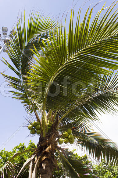 Palm trees grow on pleasure to the people having a rest and bathing ashore
