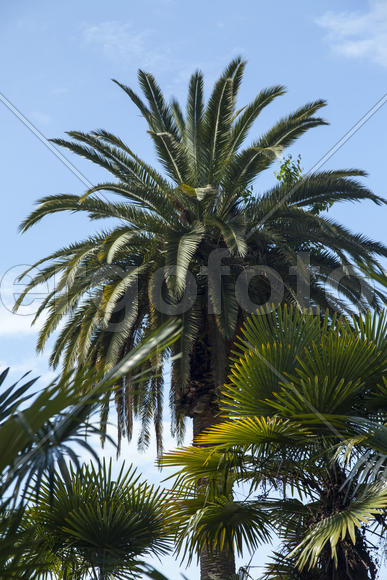 Palm trees grow in park on a bright sun of the South
