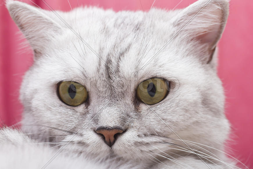 The big gray cat looks with self-respect