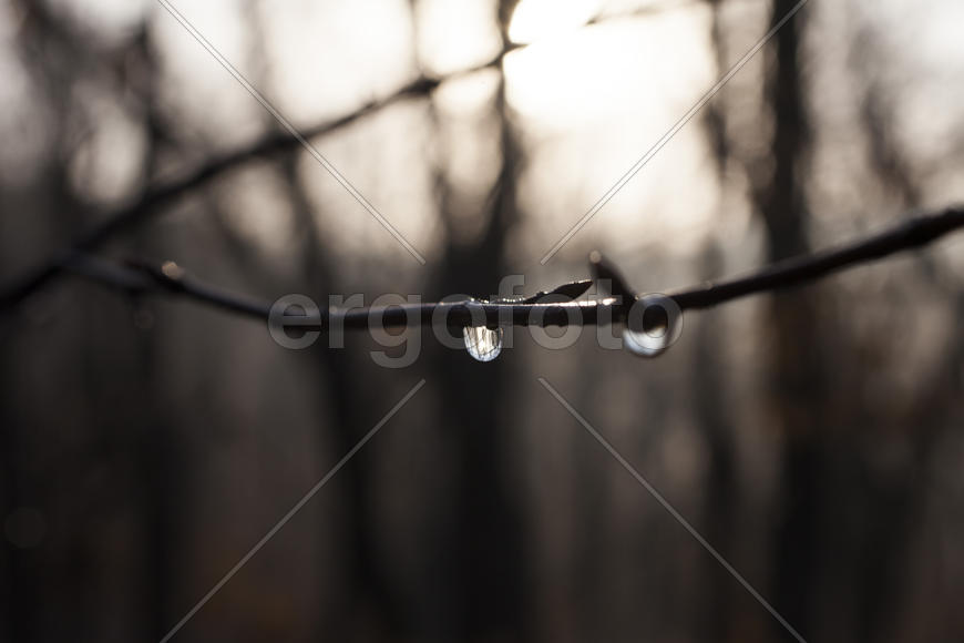 The drop after the settled fog reflects the surrounding wood in a branch