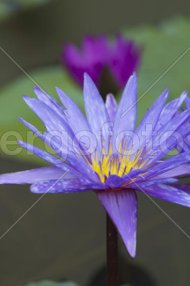 Water-lilies in a pond blossom in the different flowers on pleasure to people